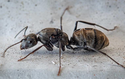 Carpenter ant