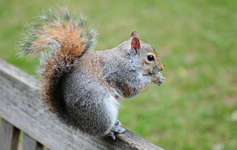 Grey squirrel