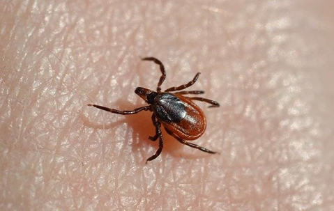Deer tick