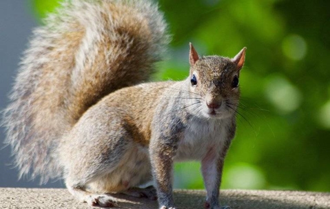 Gray squirrel