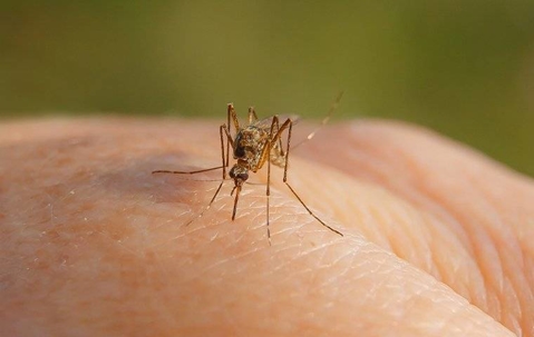 Mosquito biting