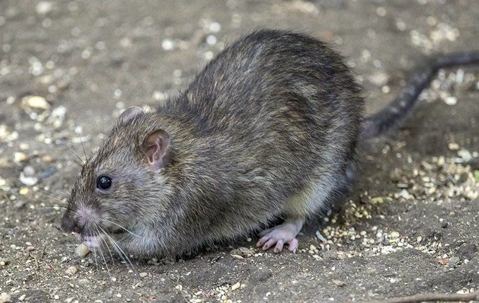 Norway rat