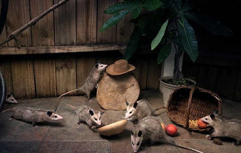 Opossums