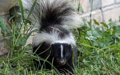Skunk