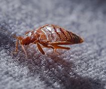 Bed Bugs