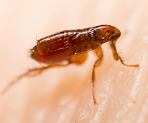 Fleas